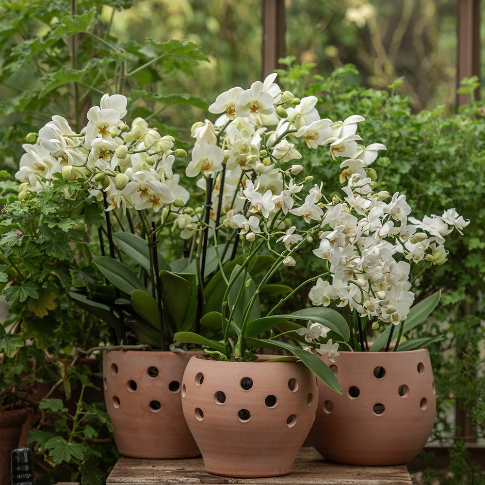 Vase terracotta orchid pot
