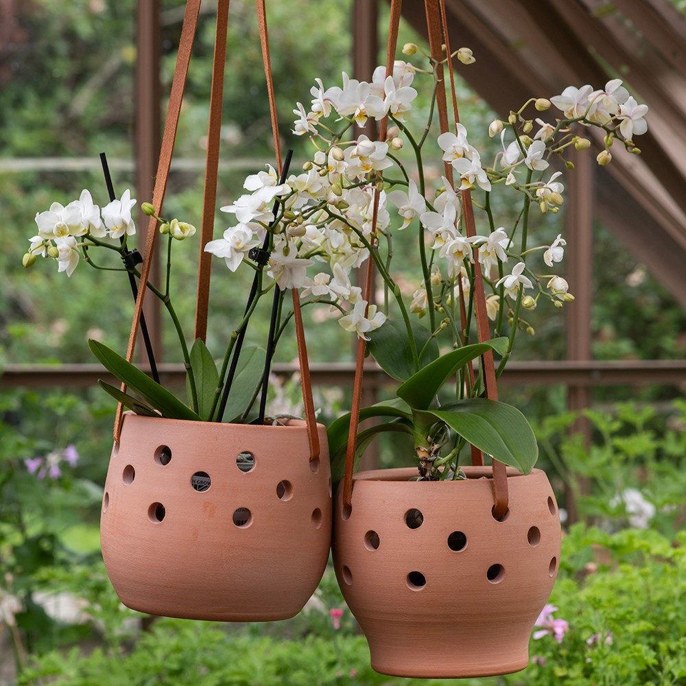 Vase terracotta orchid pot