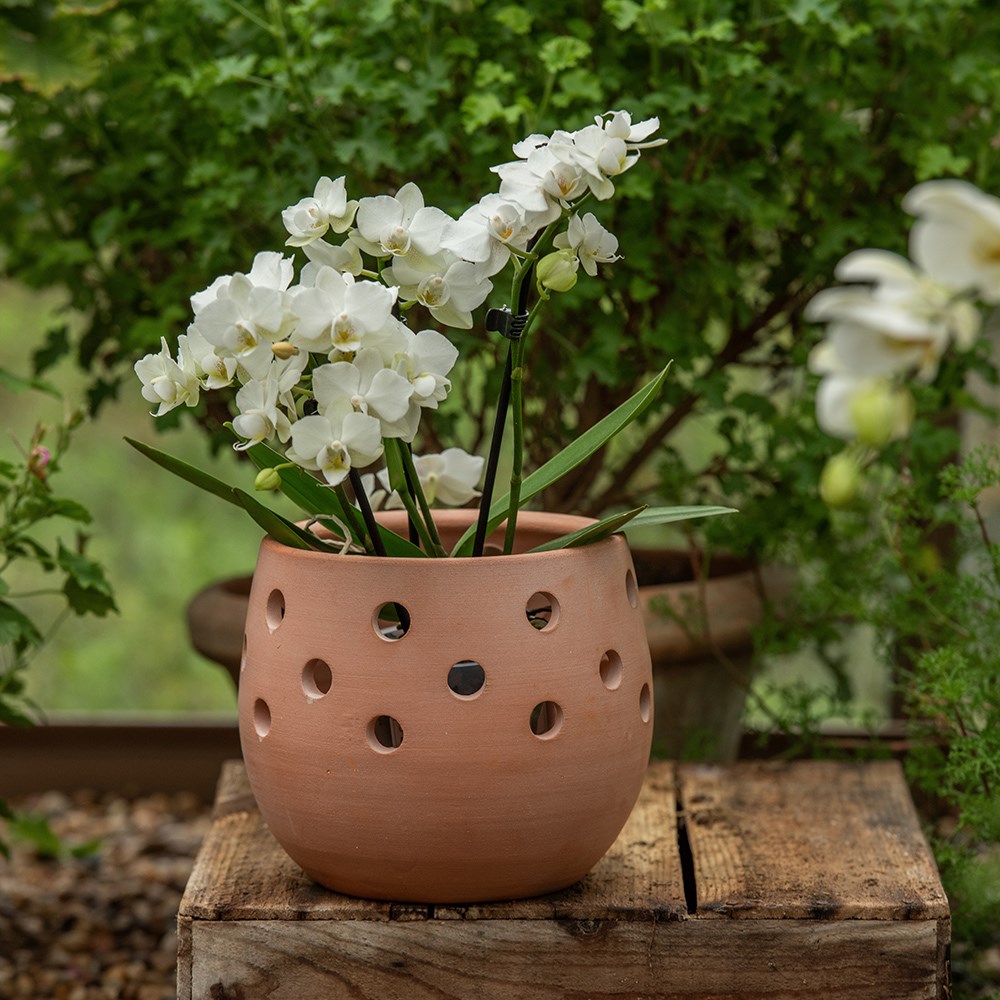 Bowl terracotta orchid pot