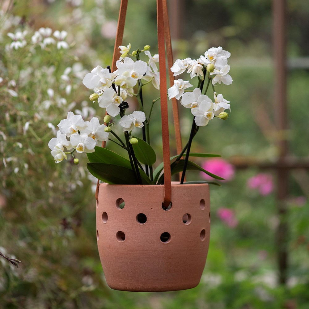 Terracotta orchid pot