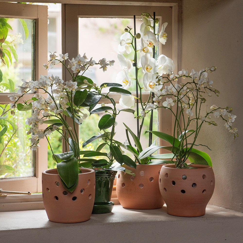 Terracotta orchid pot