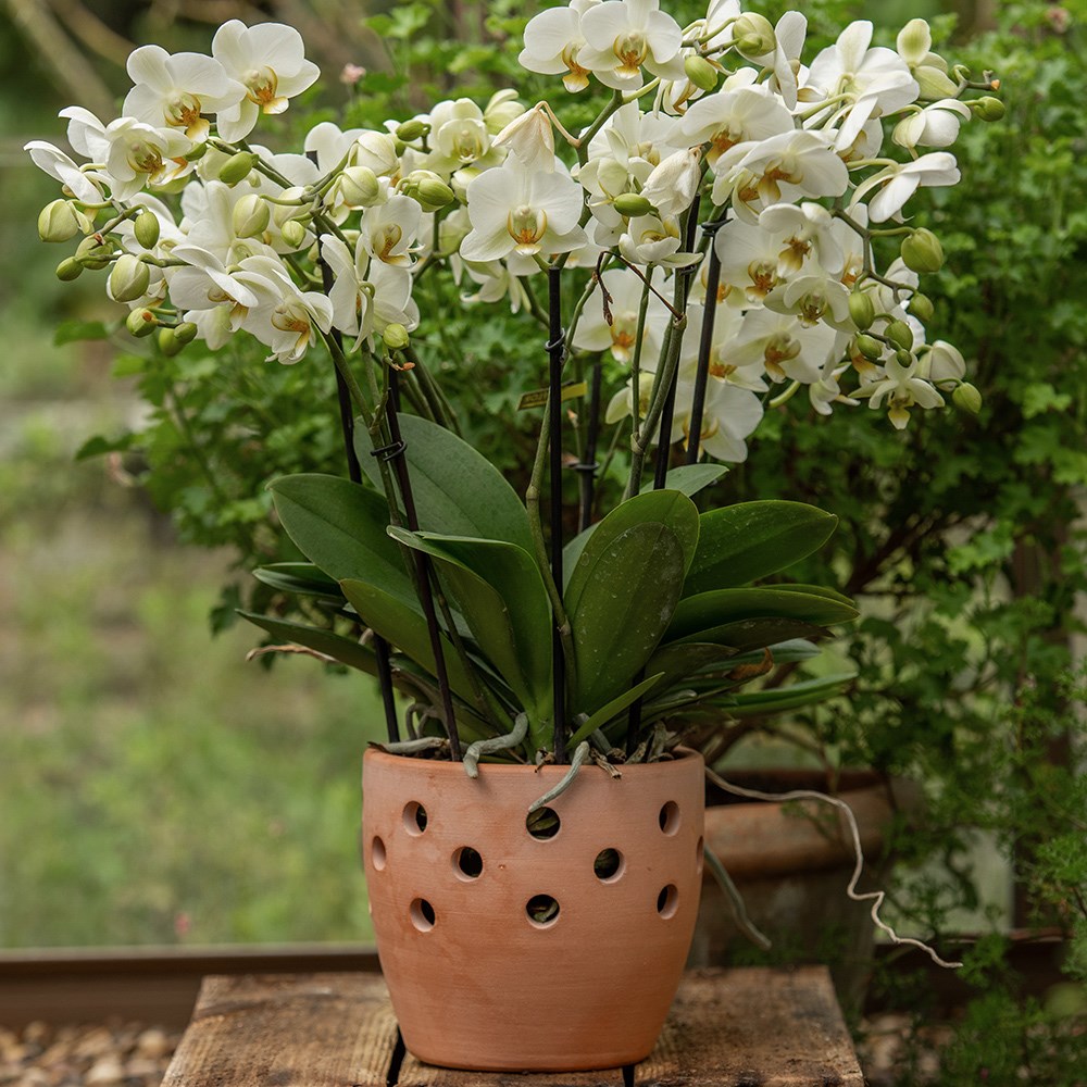 Terracotta orchid pot