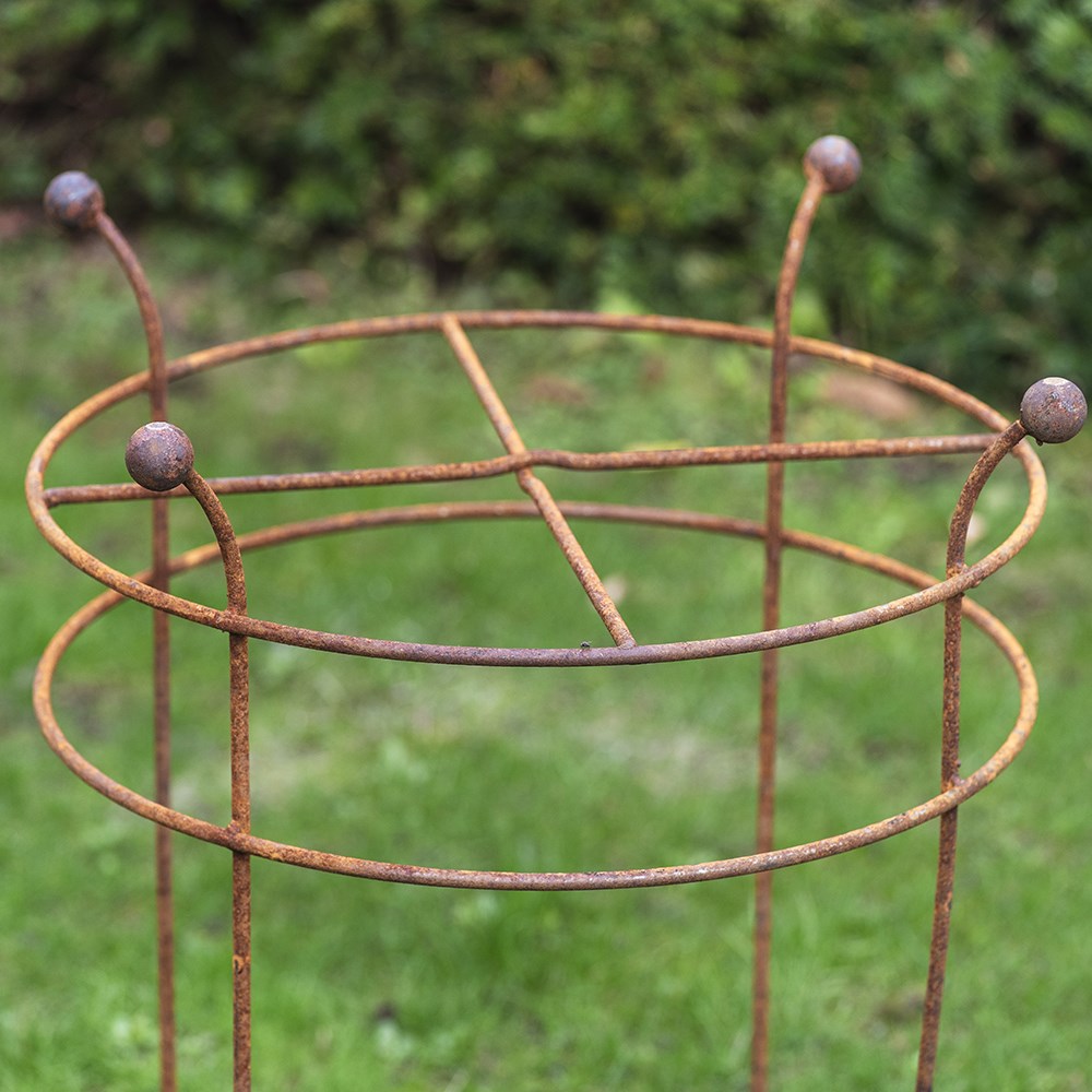 Dahlia grow through ring support - rust