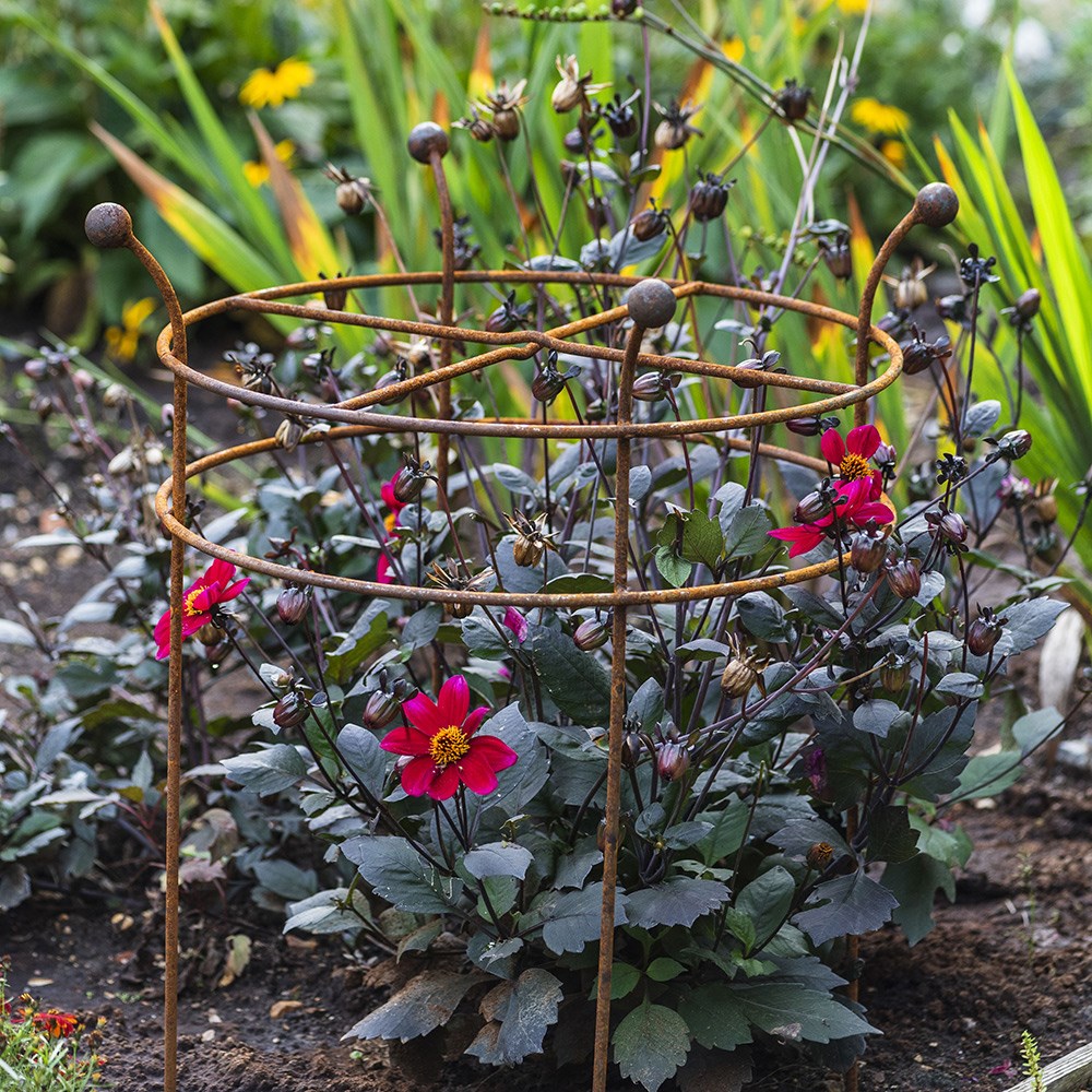 Dahlia grow through ring support - rust