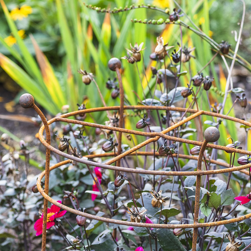 Dahlia grow through ring support - rust