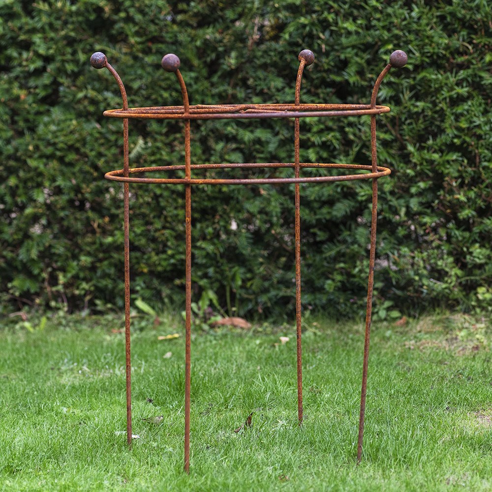 Dahlia grow through ring support - rust