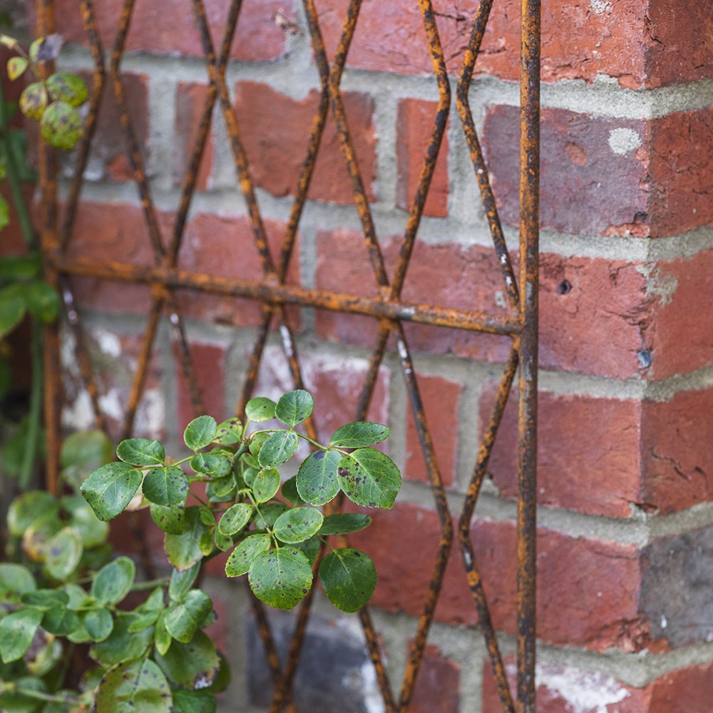 Clematis tall metal trellis - rust