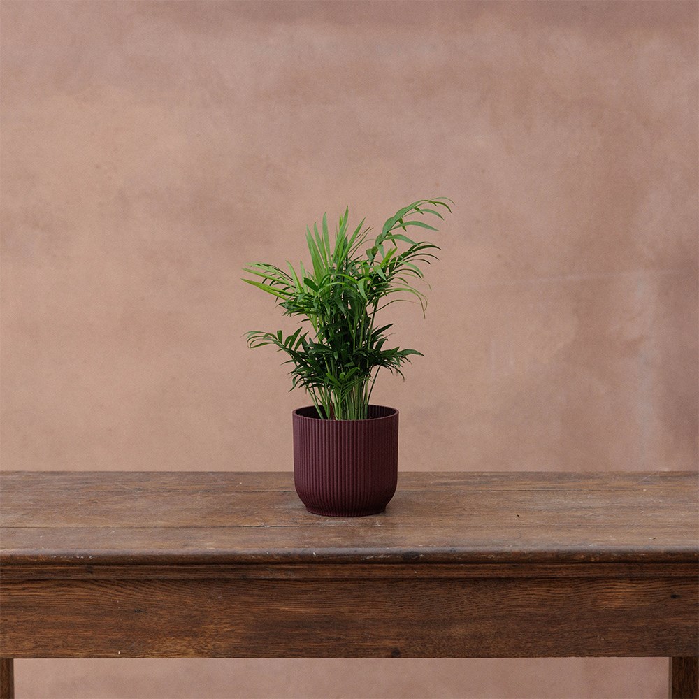 Round ribbed plant pot - burgundy