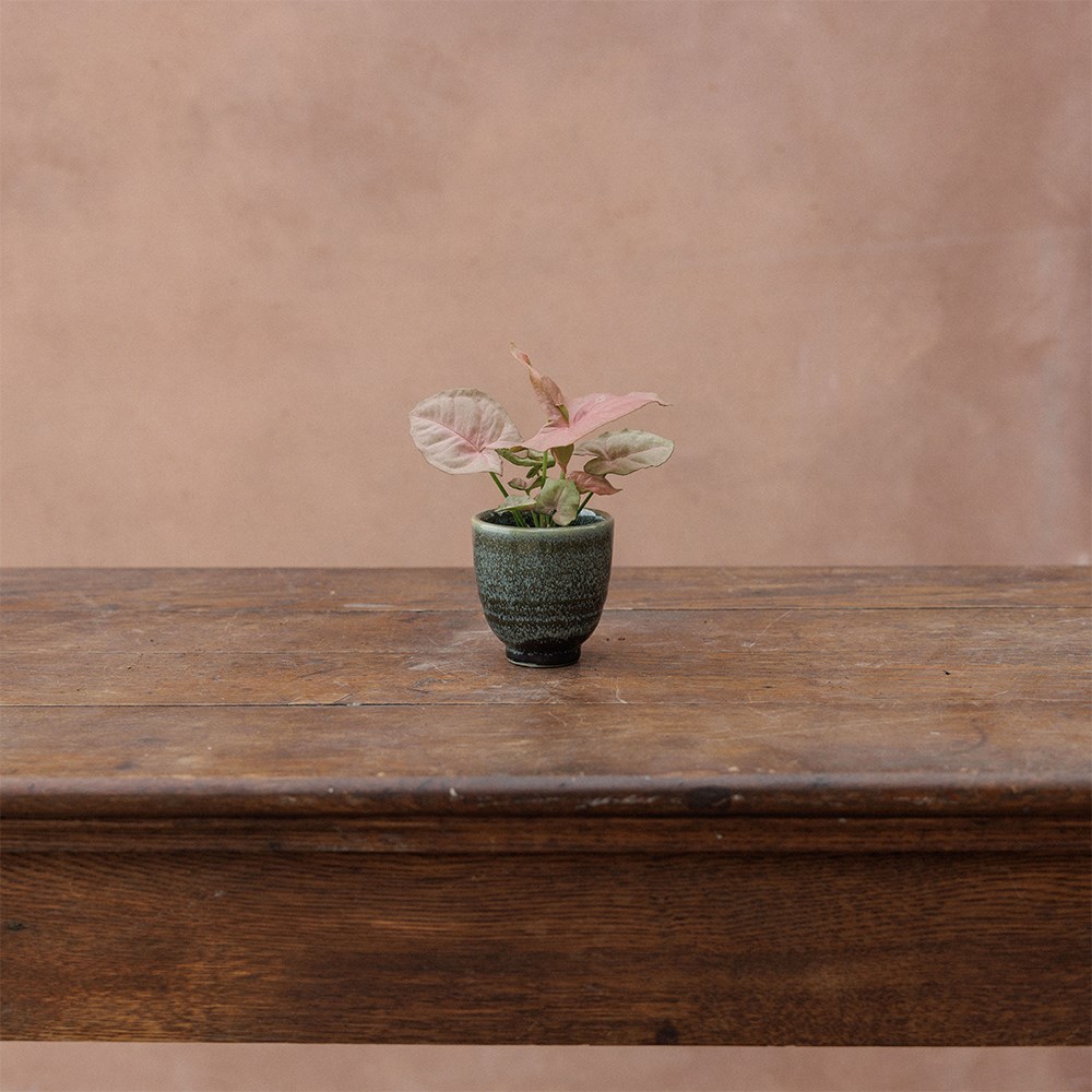 Small glazed plant pot - green