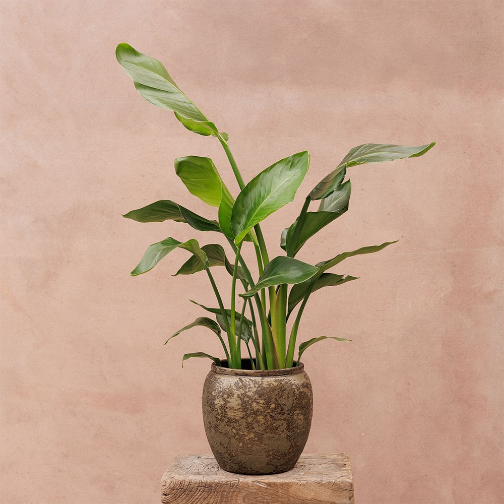 Large rustic urn plant pot - dark brown