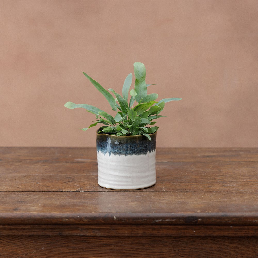 Wonky mini ombre plant pot - green & white