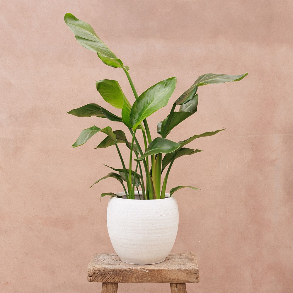 Large textured plant pot - white
