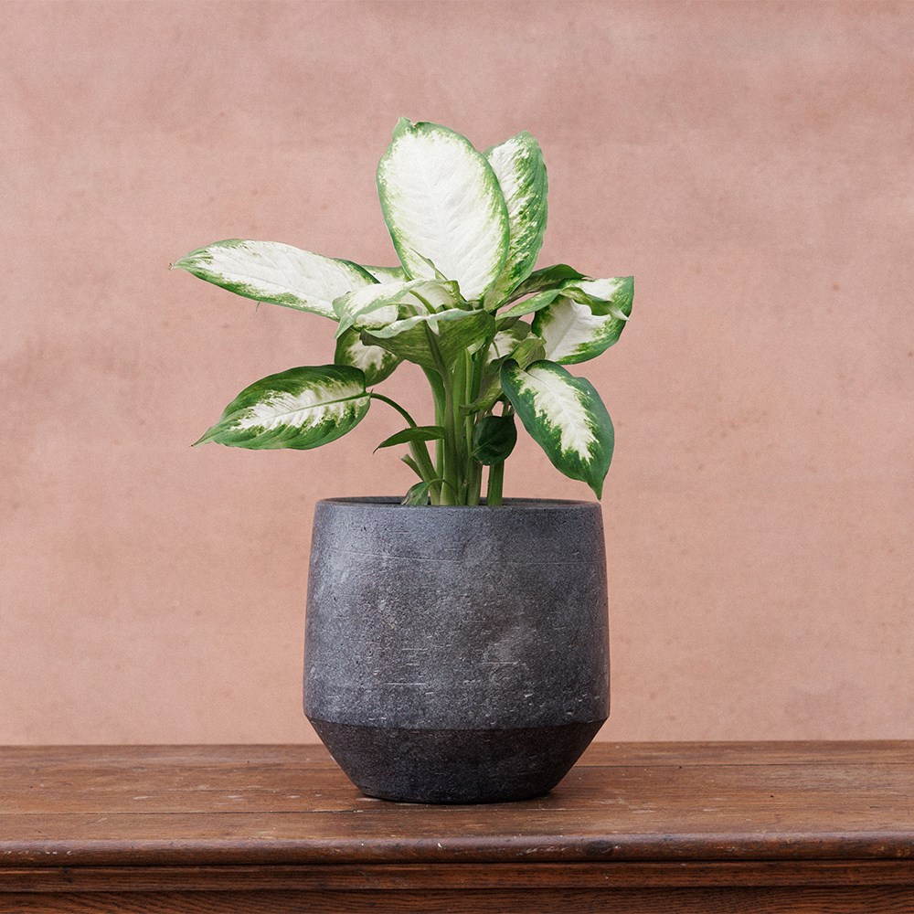 Ceramic textured plant pot - steel grey