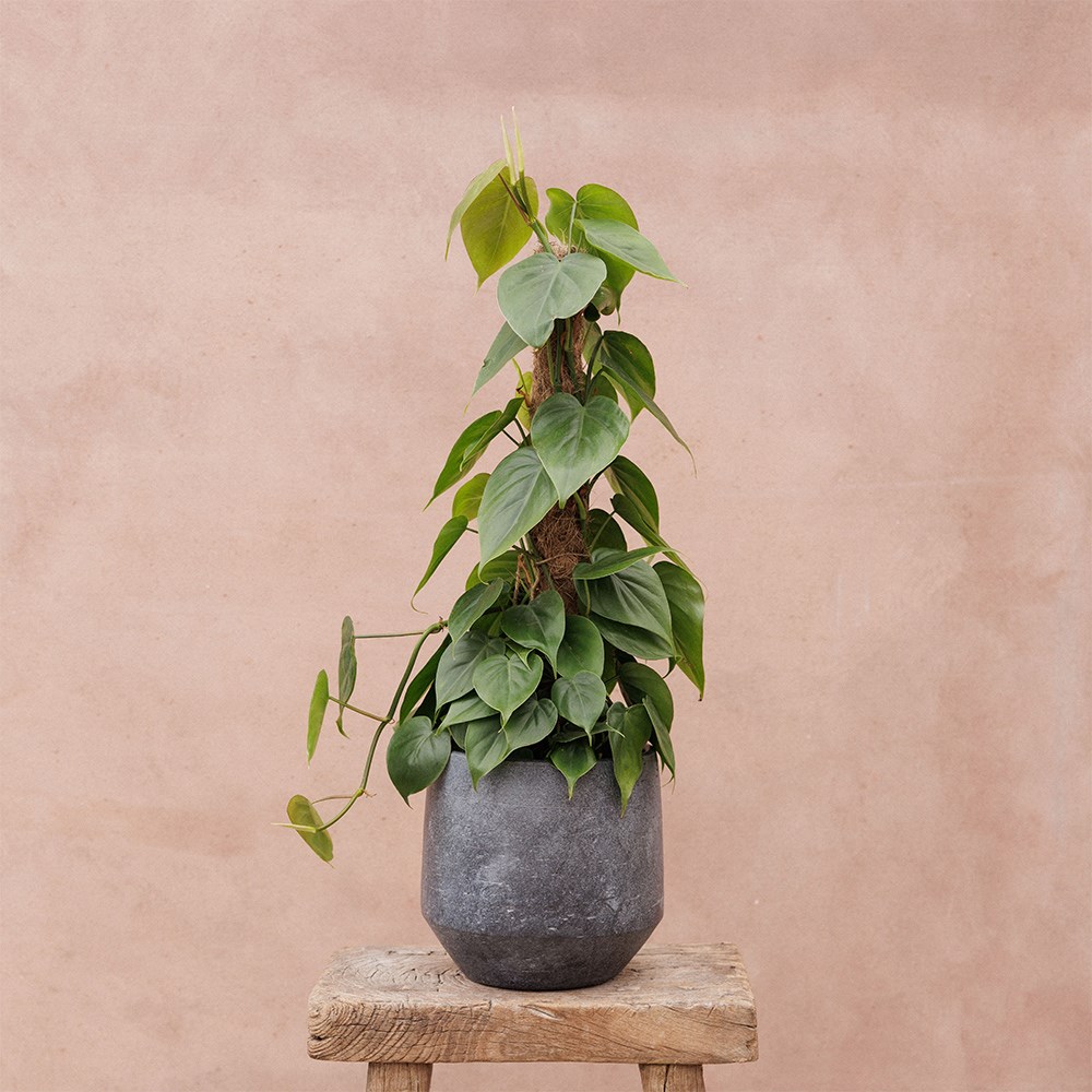 Ceramic textured plant pot - steel grey