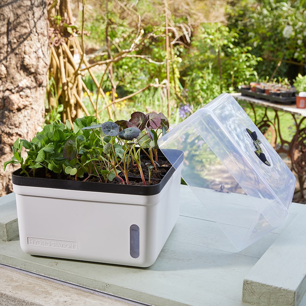Self-watering kitchen propagator - white