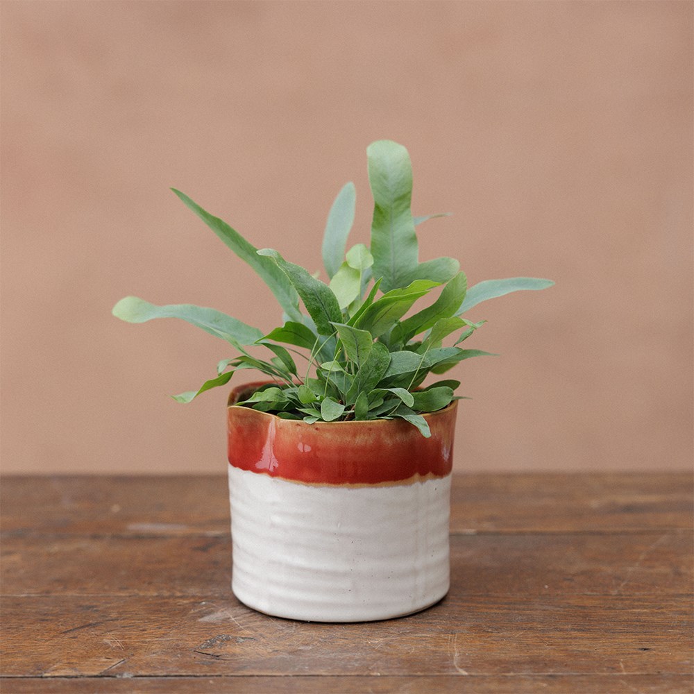 Wonky mini ombre plant pot - set of 3