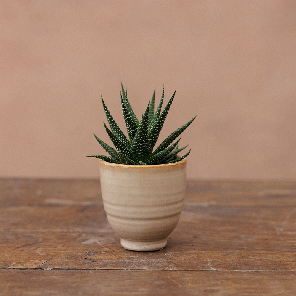 Small glazed plant pots - set of 3
