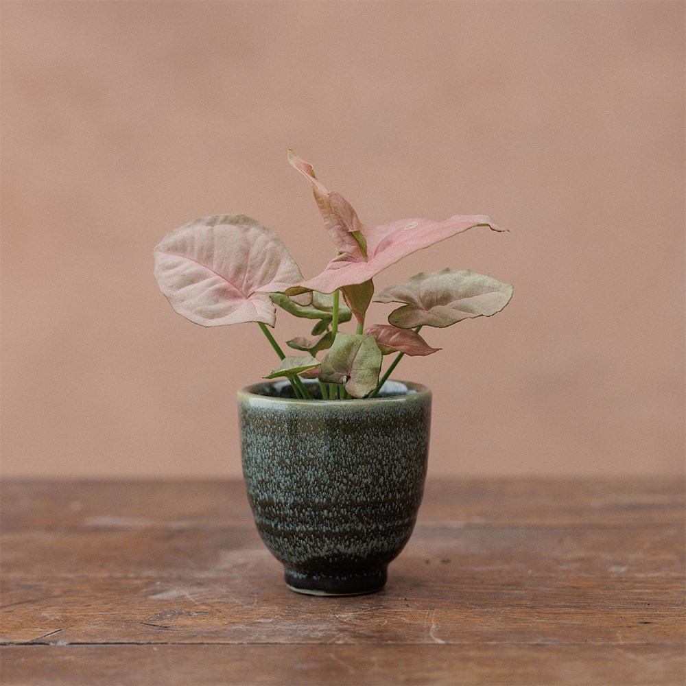 Small glazed plant pots - set of 3