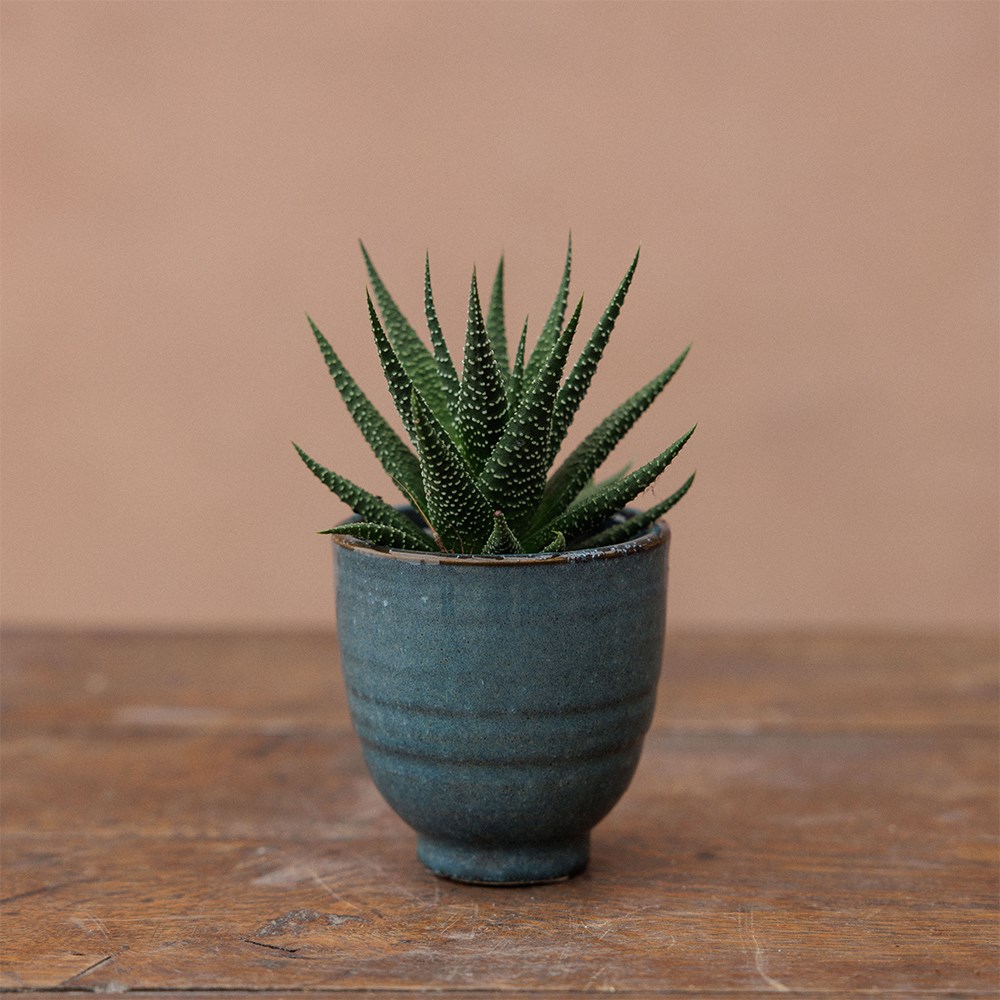 Small glazed plant pots - set of 3