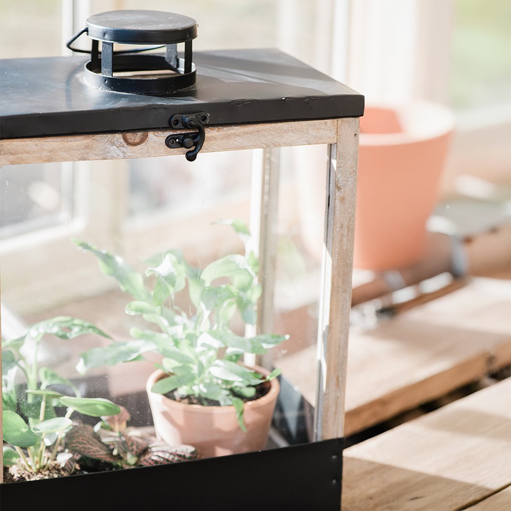 Greenhouse lantern