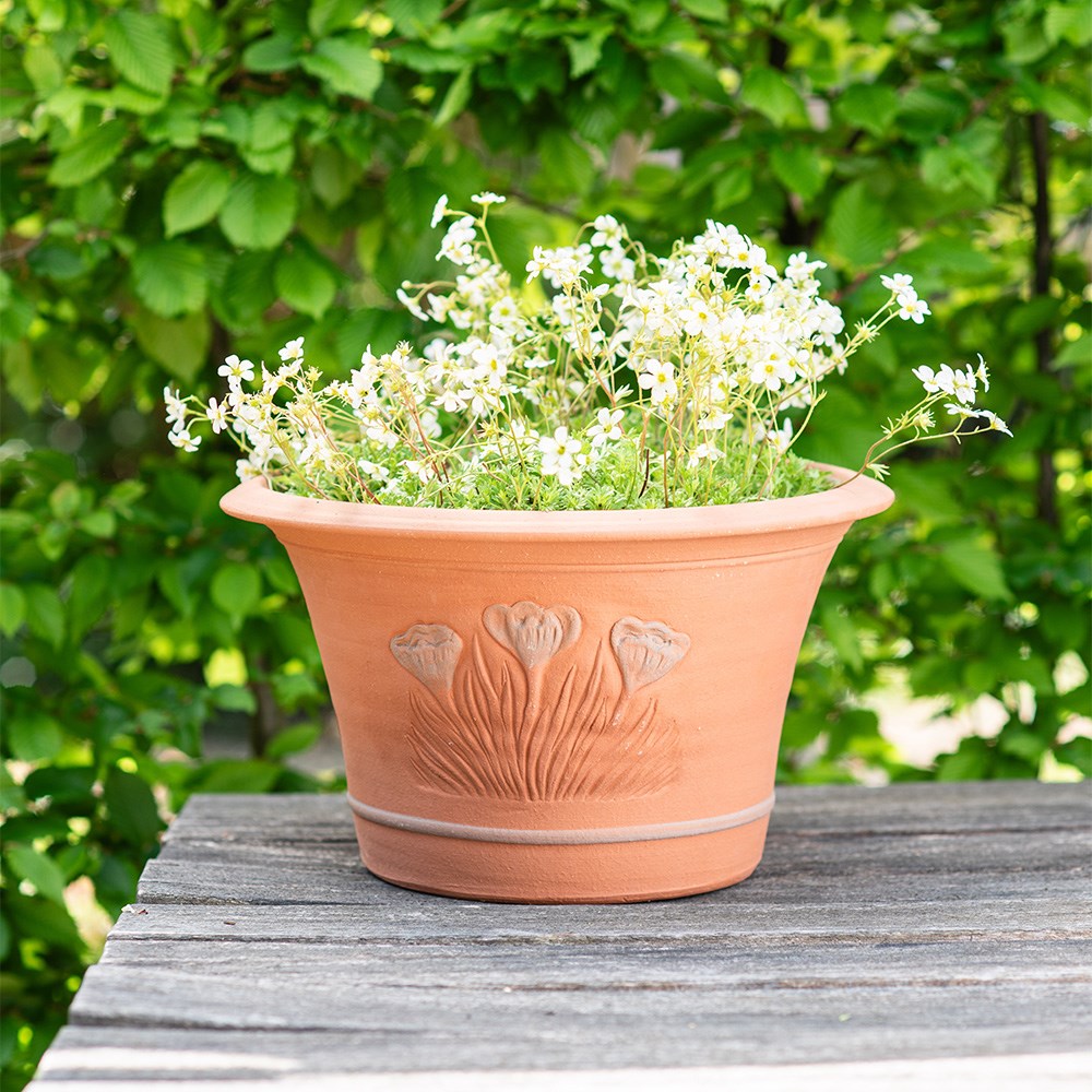 RHS spring bulb pot