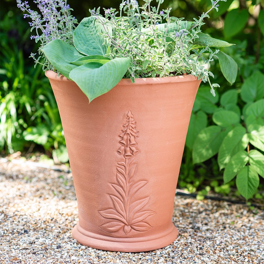 RHS foxglove pot