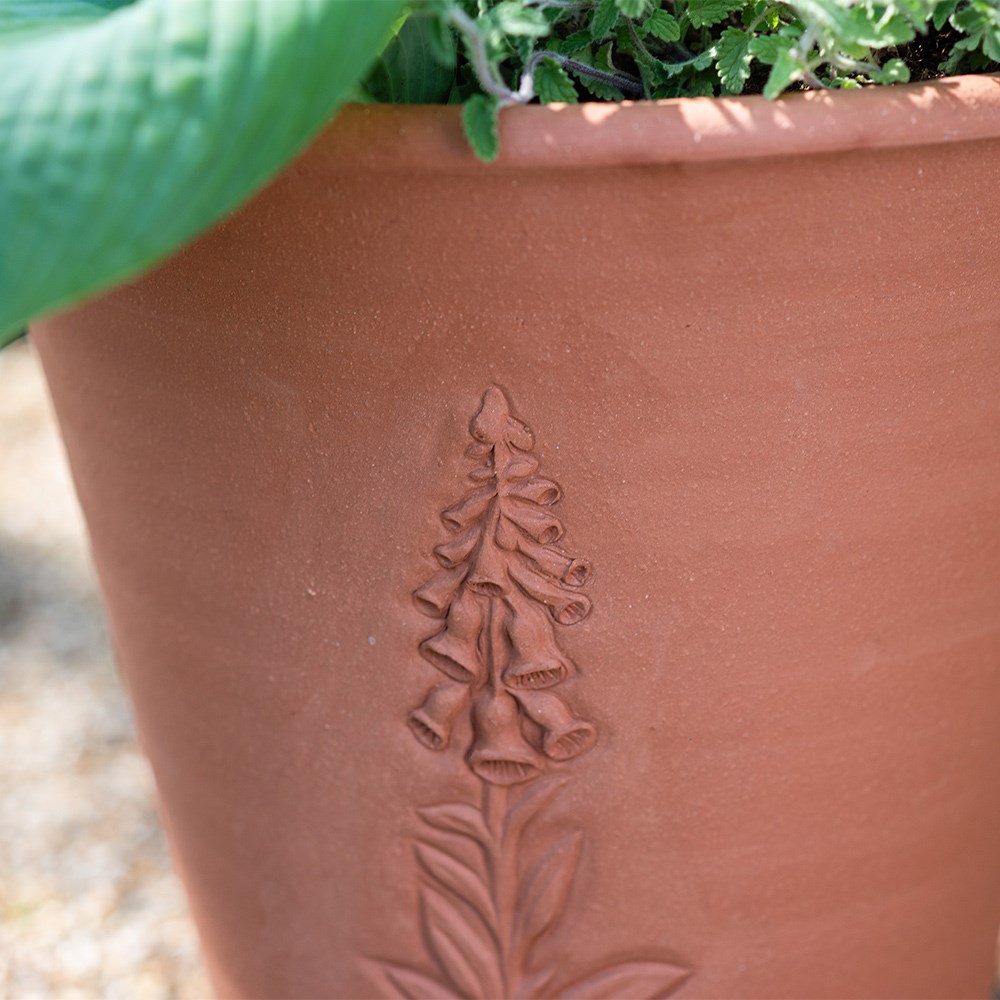 RHS foxglove pot