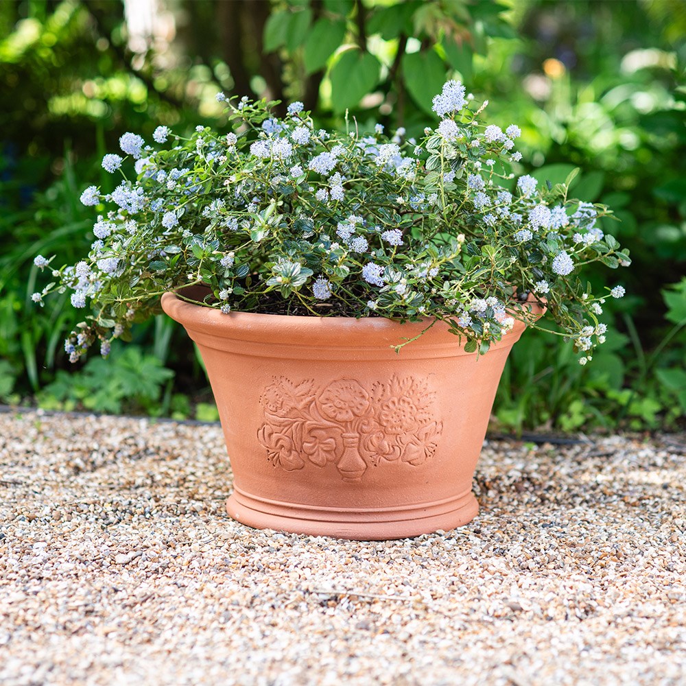 RHS roses and lilies pot