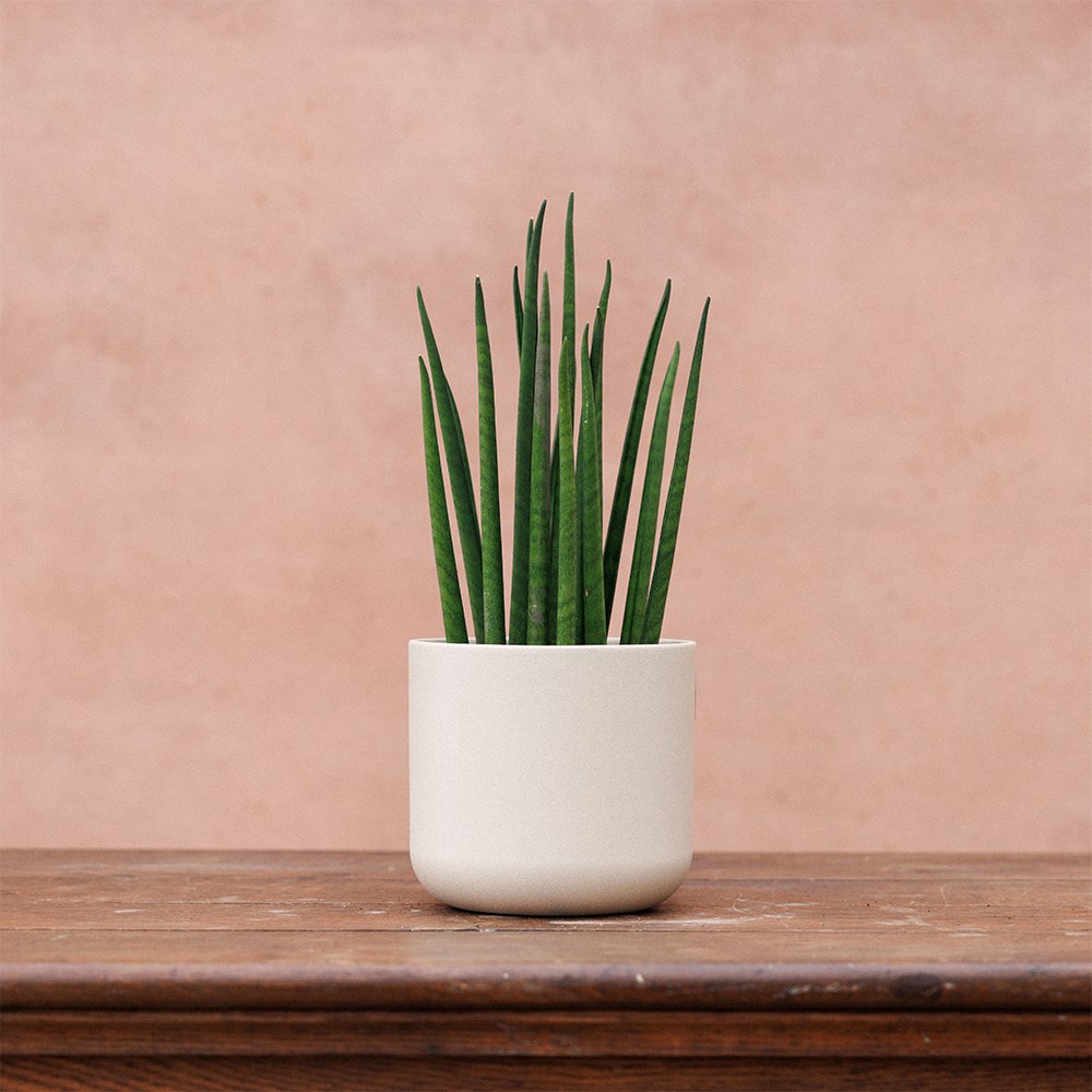 Round plant pot - sand