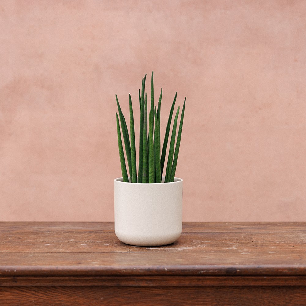 Round plant pot - sand