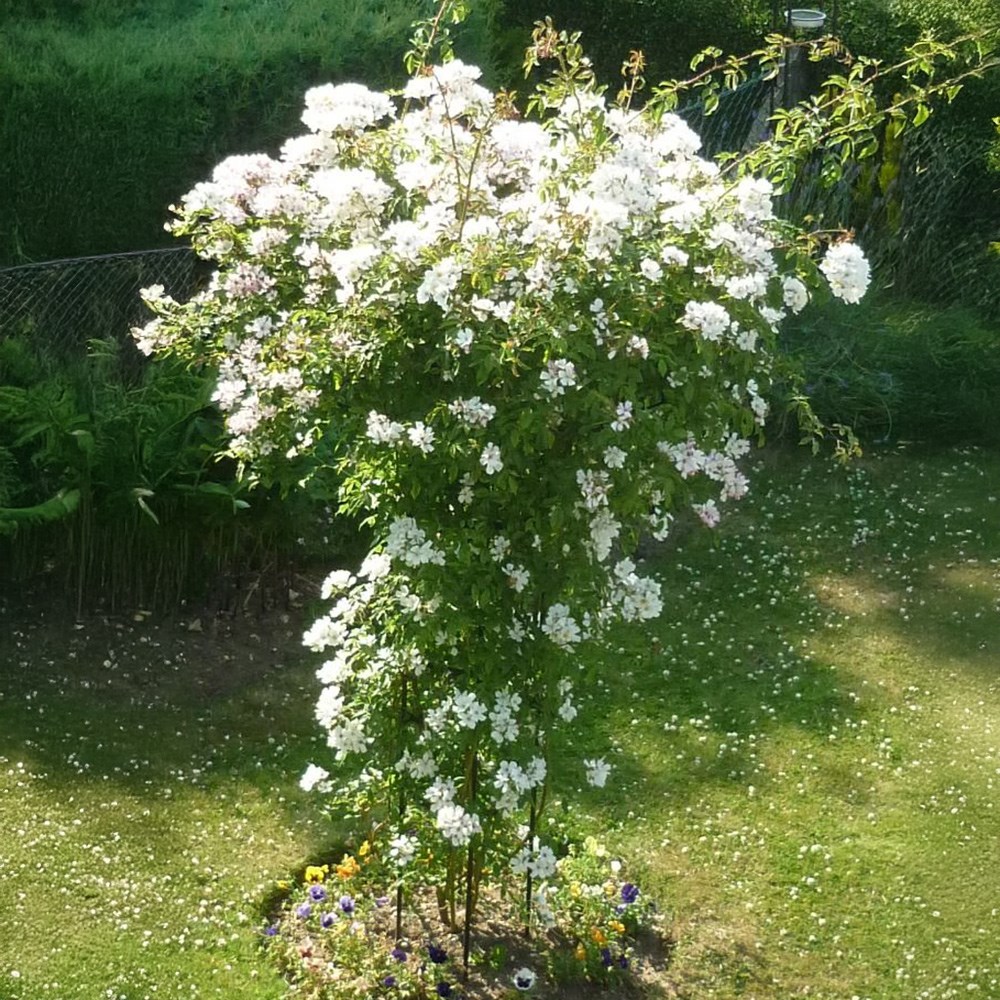 Large climbers tuteur plant support