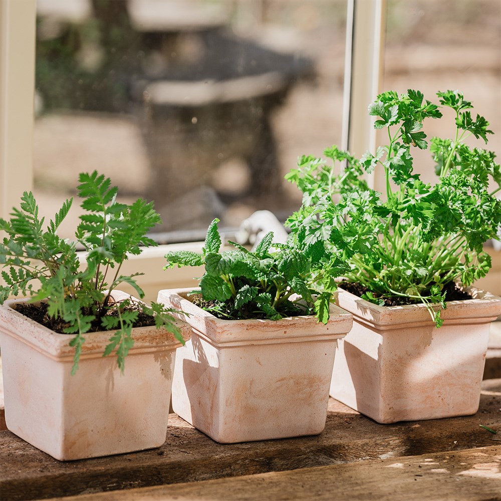 Mini square grow pot - terracotta