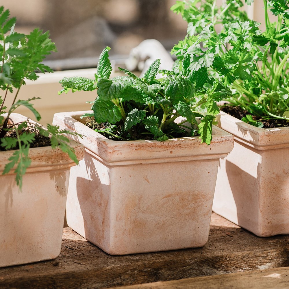 Mini square grow pot - terracotta