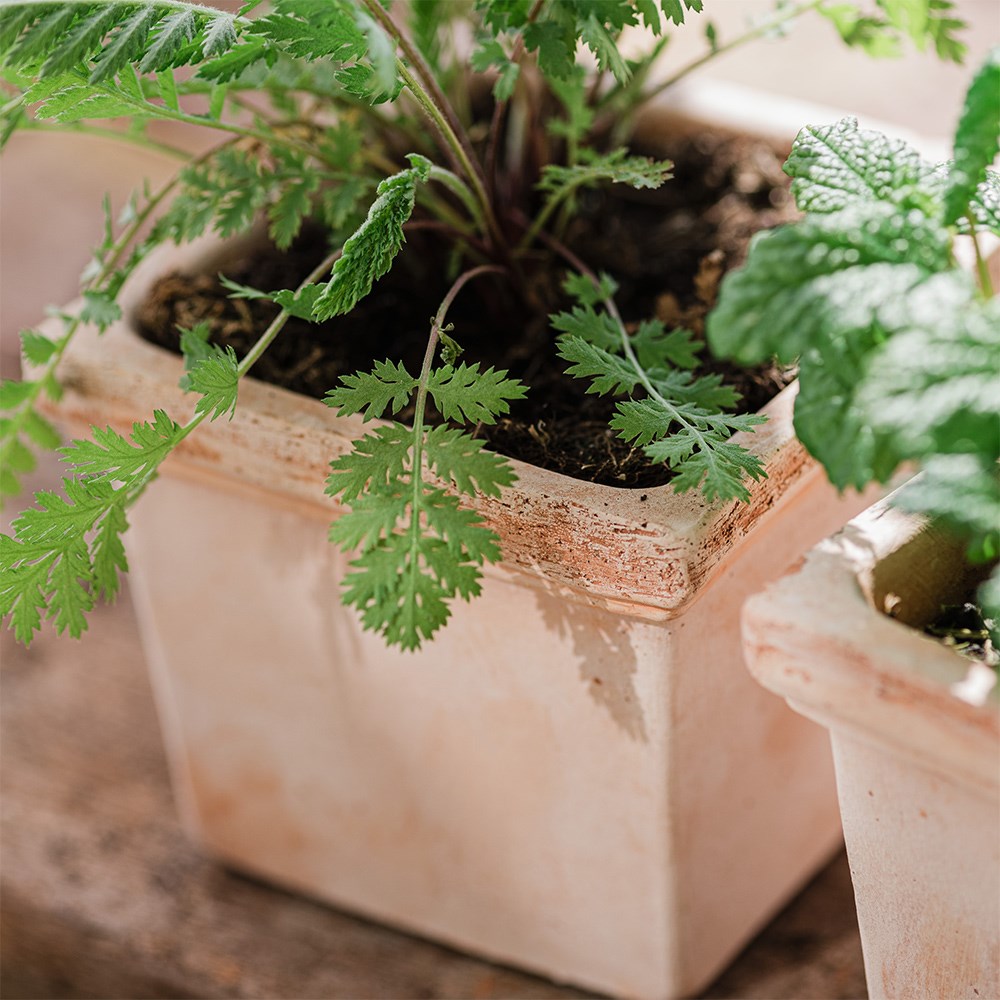 Mini square grow pot - terracotta
