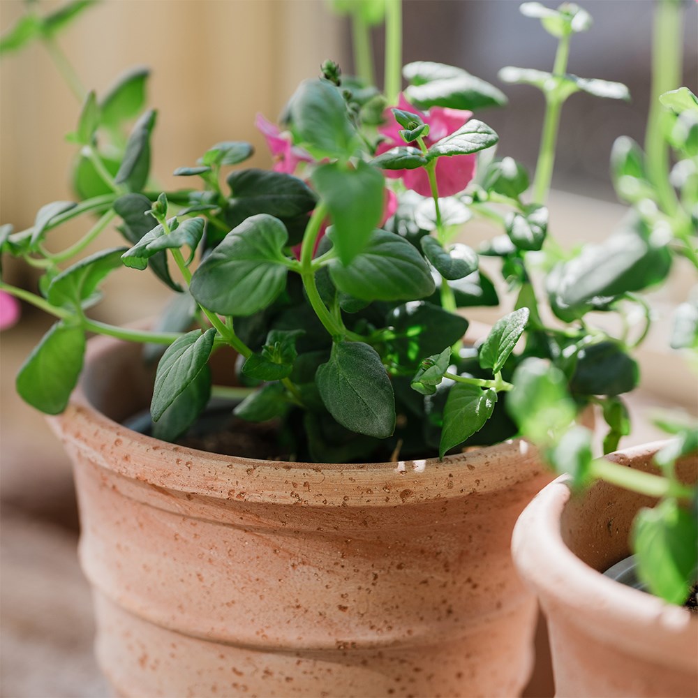 Mini ridged grow pot - terracotta