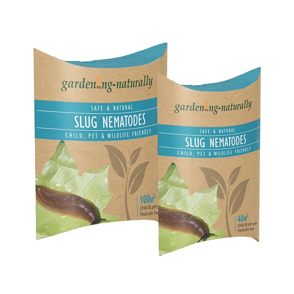 Slug nematodes 