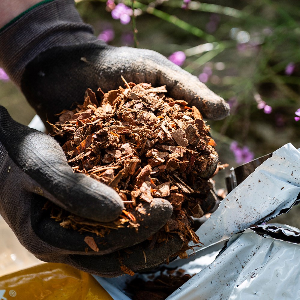 Melcourt RHS pine mini chips