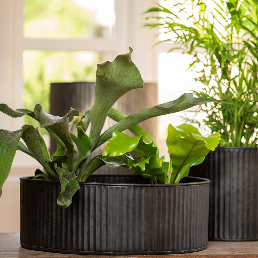 Verti rib pot