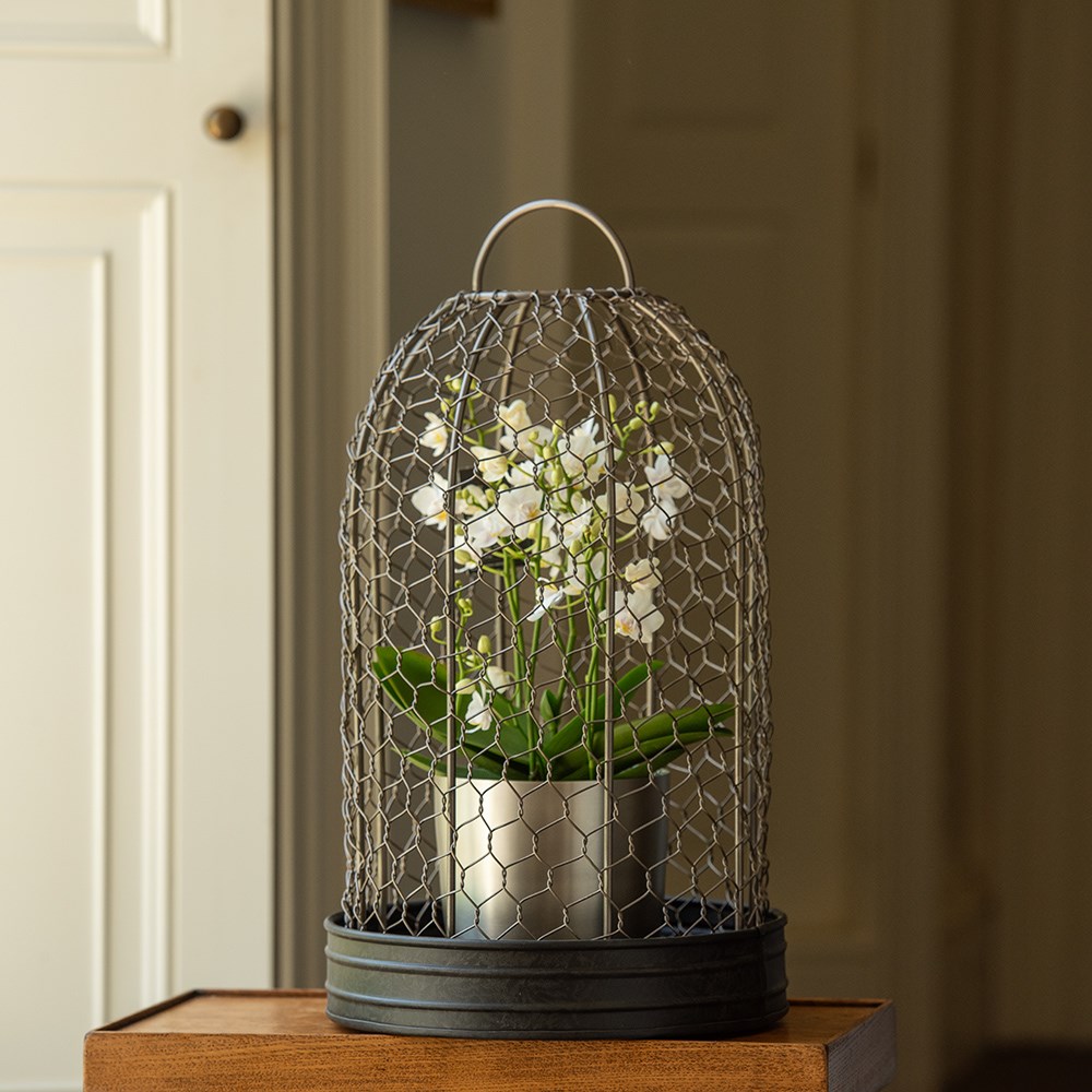 Bird cage cloche and tray