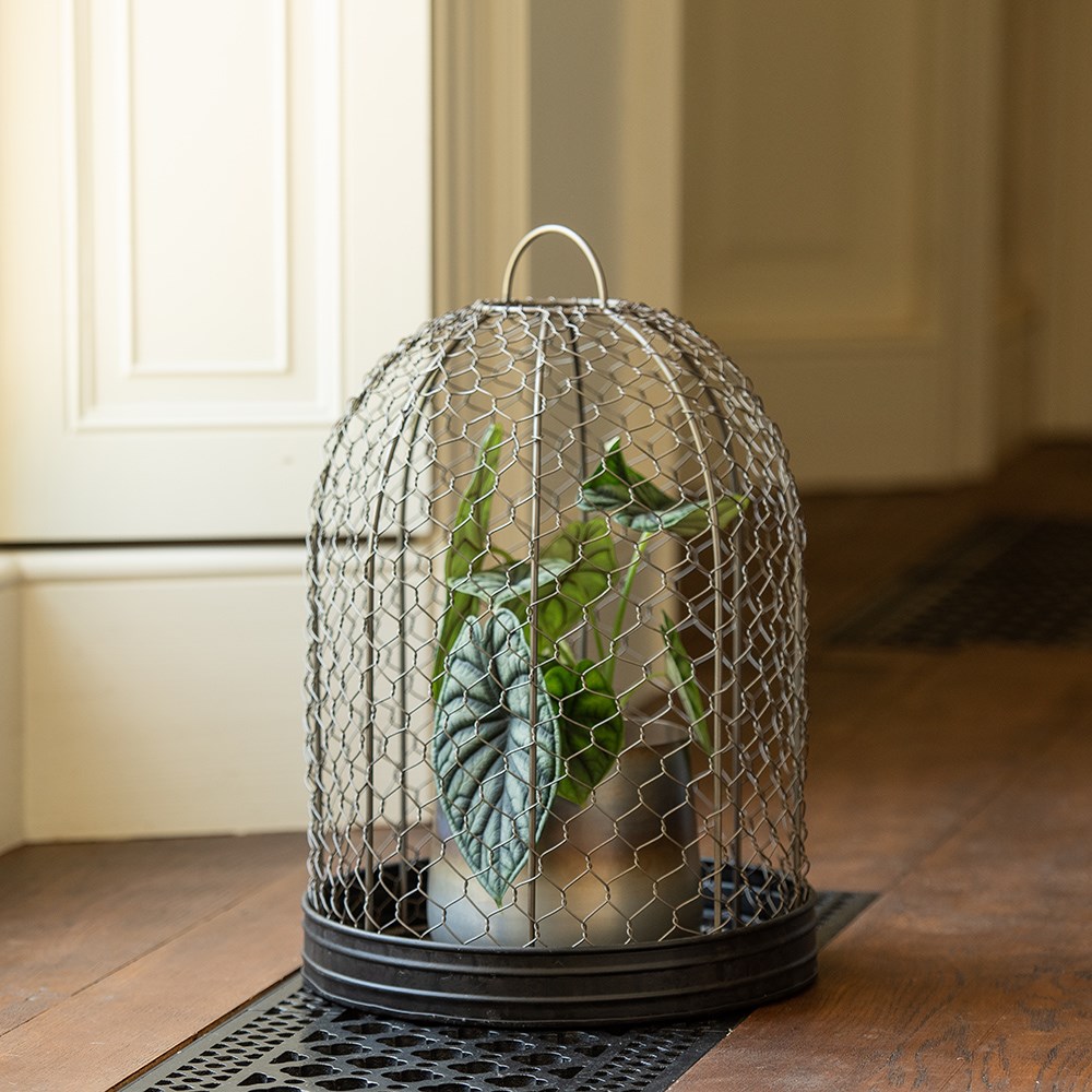 Bird cage cloche and tray