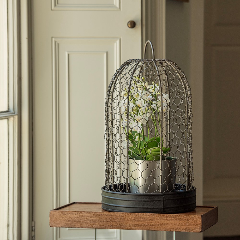 Bird cage cloche and tray