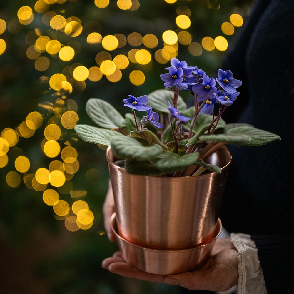 Brushed copper pot and tray