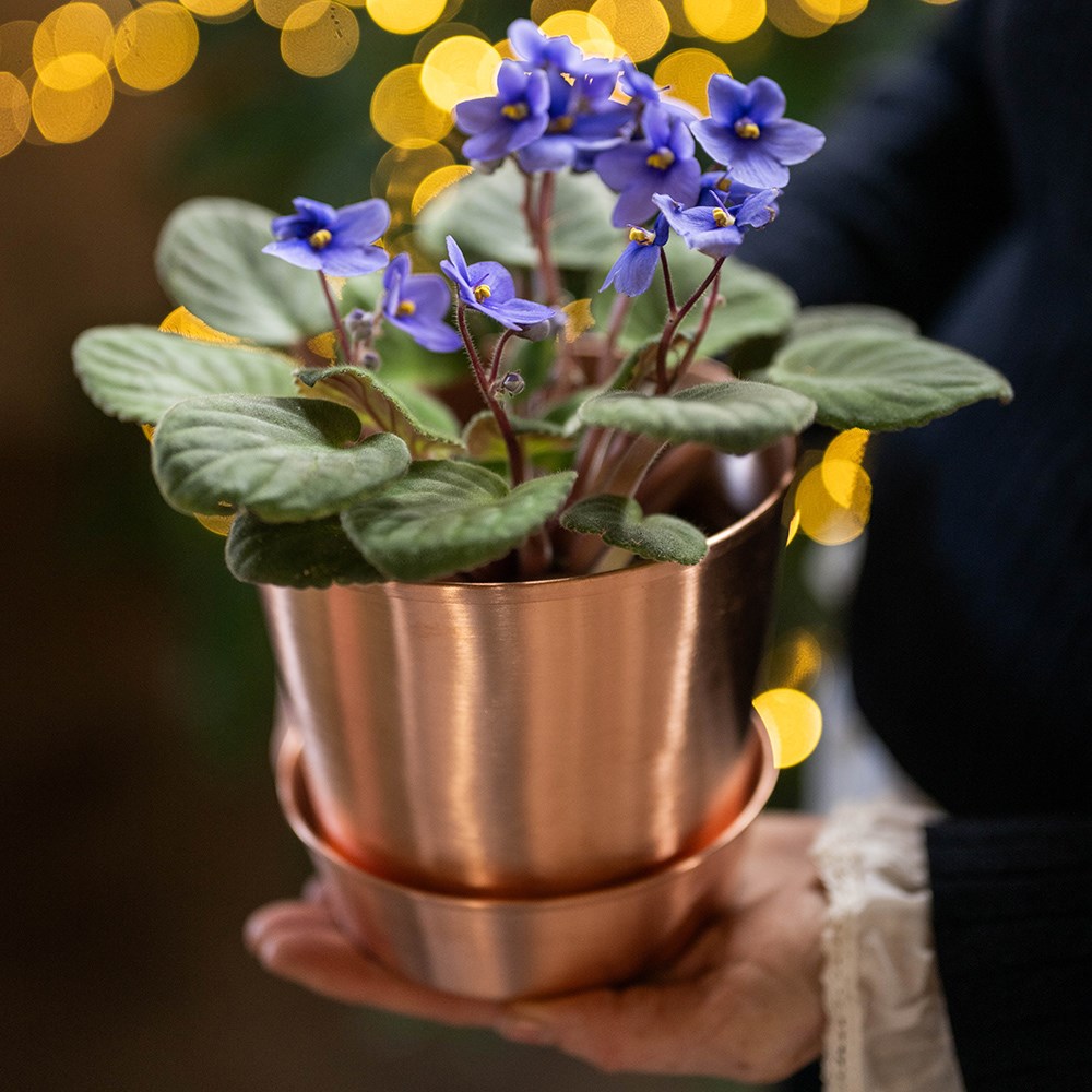 Brushed copper pot and tray