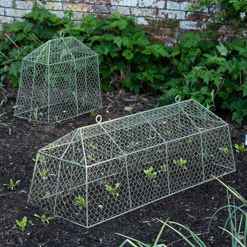 Long tent cloche