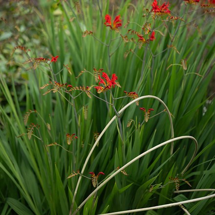 Pair of crocosmia supports
