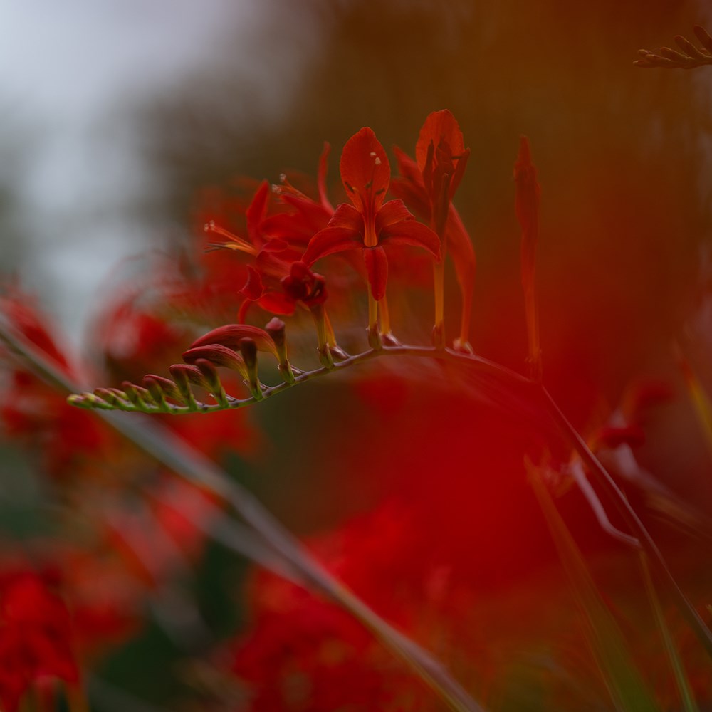 Pair of crocosmia supports