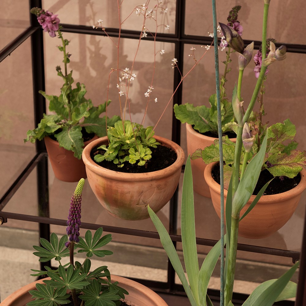 Gardener's terrace growhouse - dark chestnut