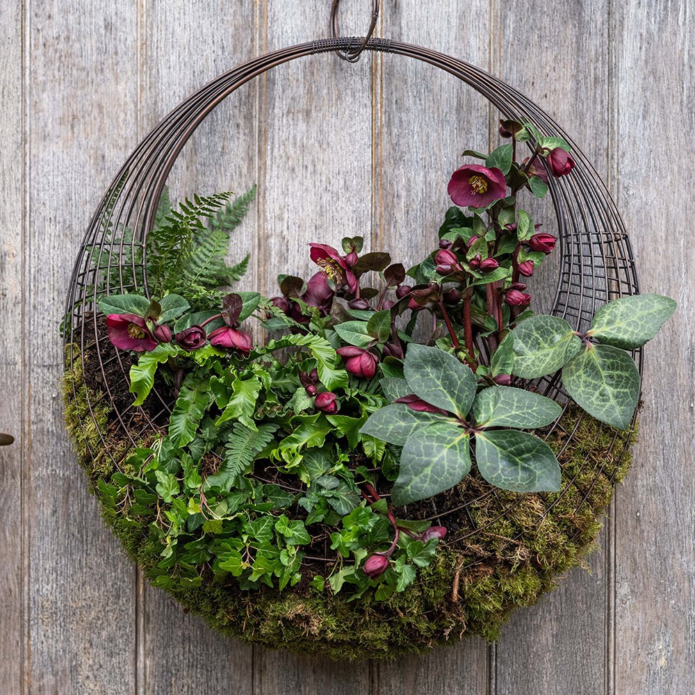 Living wreath basket - large