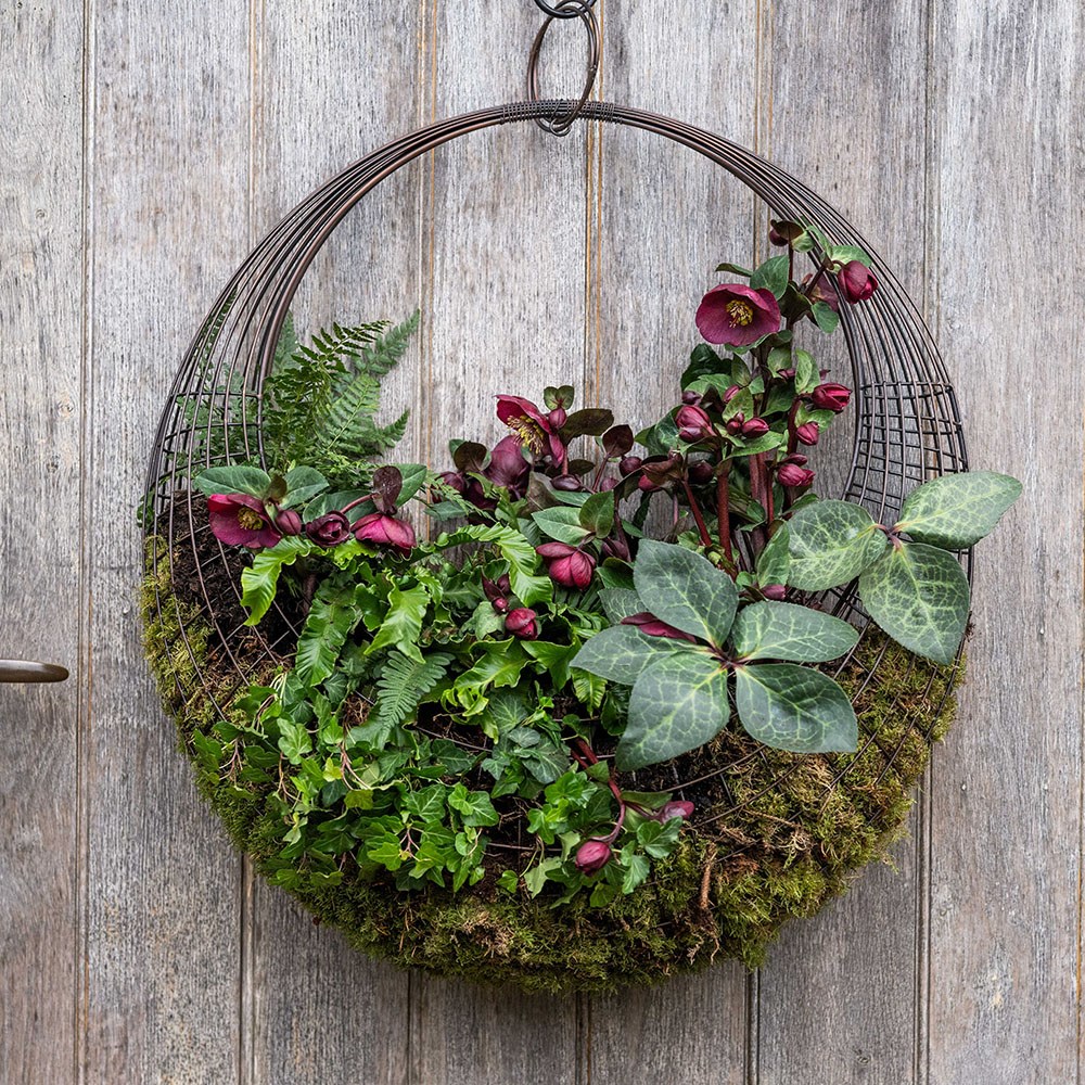 Living wreath basket - large