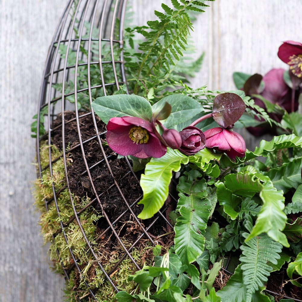 Living wreath basket - large